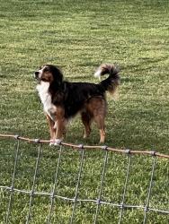 Found/Stray Male Dog last seen Hephzibah Church Rd & Mauney Road Bessemer City, NC, Gaston County, NC 28033