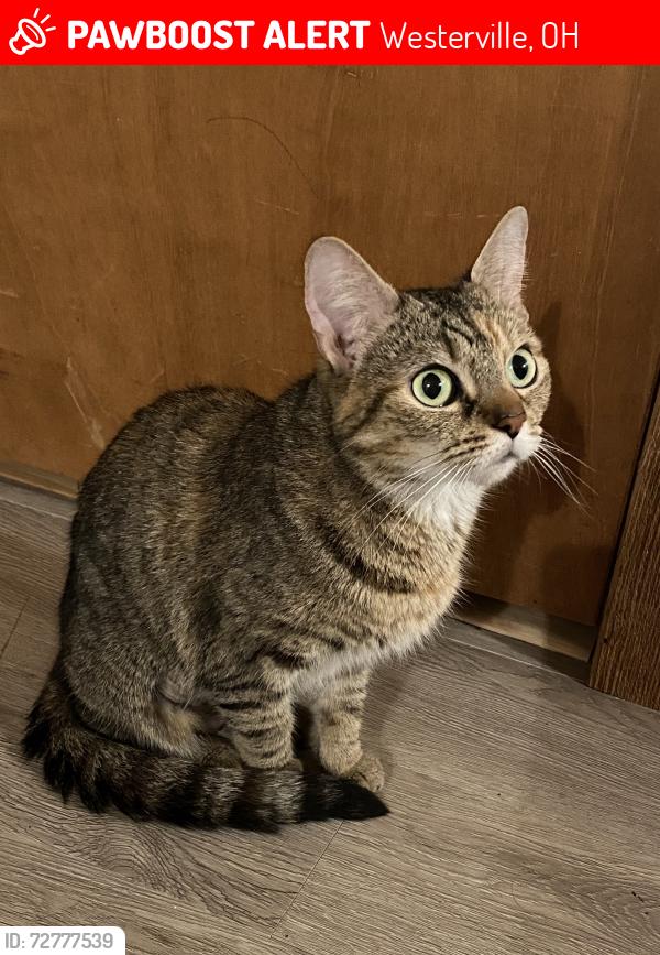 Lost Female Cat last seen The Vanguard Polaris apmts, Westerville, OH 43081