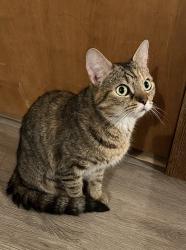 Lost Female Cat last seen The Vanguard Polaris apmts, Westerville, OH 43081