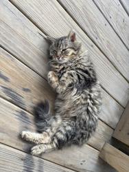 Found/Stray Unknown Cat last seen Alley, Chicago, IL 60624