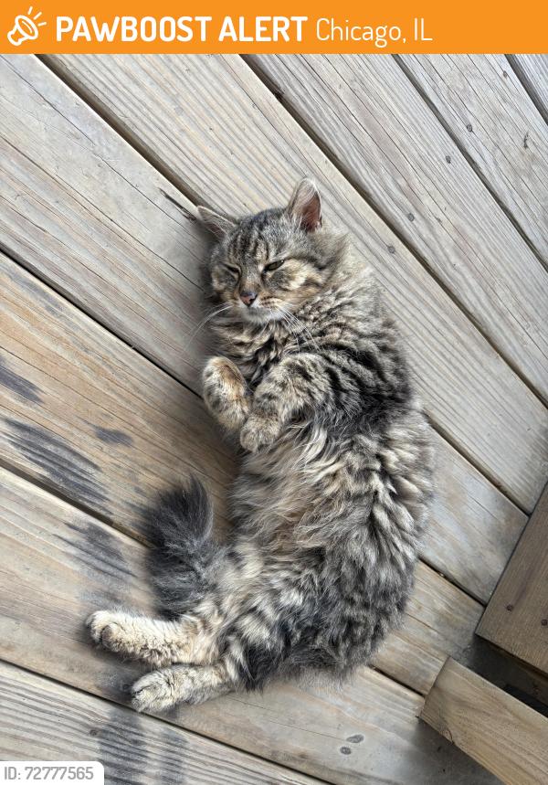 Found/Stray Unknown Cat last seen Alley, Chicago, IL 60624
