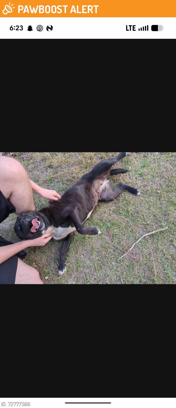 Found/Stray Female Dog last seen DS Watson road, Claude White Rd, NC 28326
