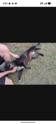 Found/Stray Female Dog last seen DS Watson road, Claude White Rd, NC 28326
