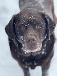Lost Female Dog last seen DR Horton Development off Sunnyside Rd. Waynesville, Waynesville, NC 28785