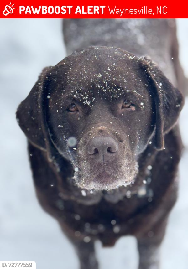 Lost Female Dog last seen DR Horton Development off Sunnyside Rd. Waynesville, Waynesville, NC 28785