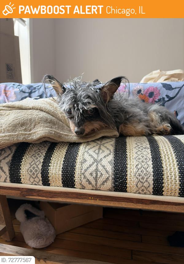 Found/Stray Unknown Dog last seen Paisans Pizzeria , Chicago, IL 60639