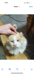 Lost Male Cat last seen Smokey’s pub n grill , East Bethel, MN 55092