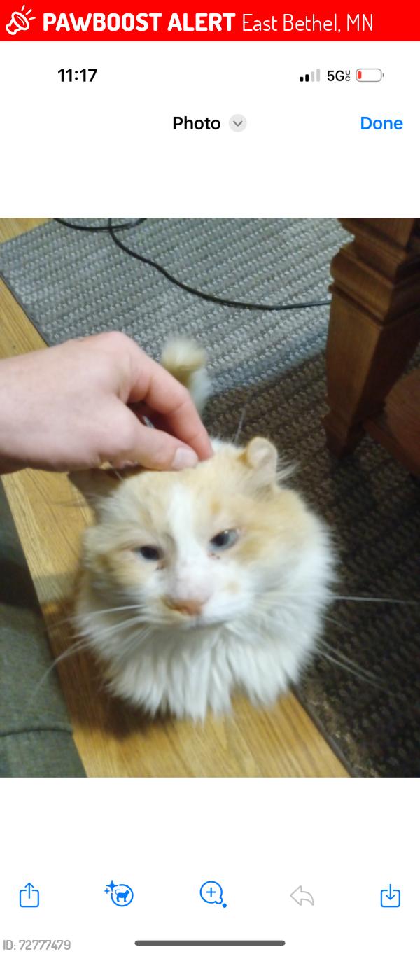 Lost Male Cat last seen Smokey’s pub n grill , East Bethel, MN 55092