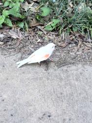 Found/Stray Unknown Bird last seen Sandy springs usps , Sandy Springs, GA 30328
