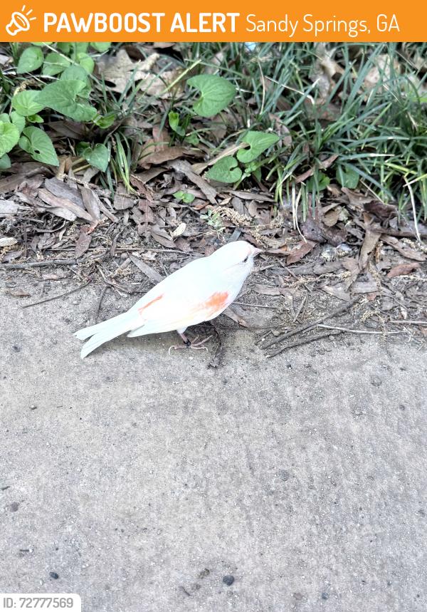 Found/Stray Unknown Bird last seen Sandy springs usps , Sandy Springs, GA 30328