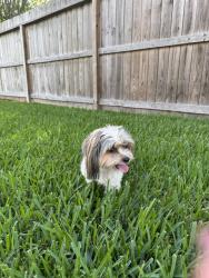 Found/Stray Male Dog last seen Briarglen subdivision , Pearland, TX 77581