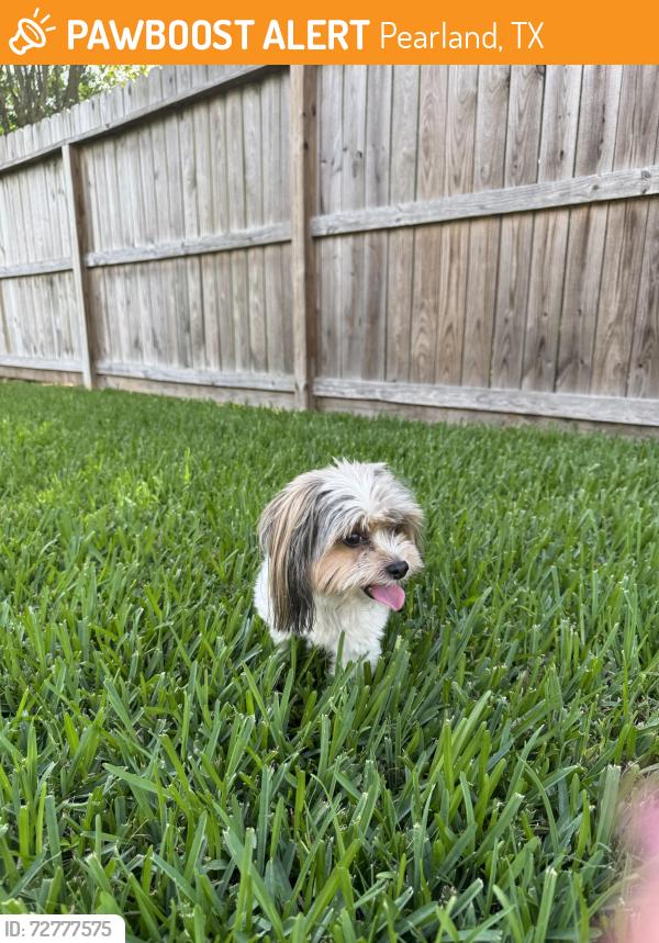 Found/Stray Male Dog last seen Briarglen subdivision , Pearland, TX 77581
