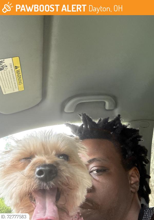 Found/Stray Male Dog last seen Liberty high, Dayton, OH 45417