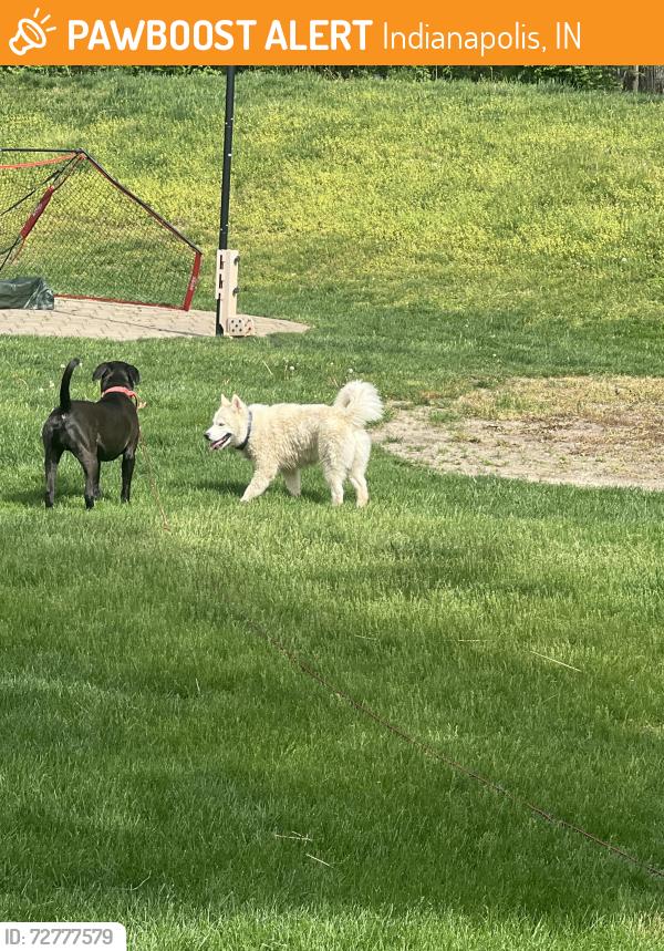Found/Stray Male Dog last seen 21st and GIRLS SCHOOL, Indianapolis, IN 46214