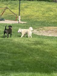 Found/Stray Male Dog last seen 21st and GIRLS SCHOOL, Indianapolis, IN 46214