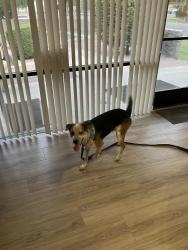 Found/Stray Male Dog last seen Mesa dr 1st horn , Mesa, AZ 85201