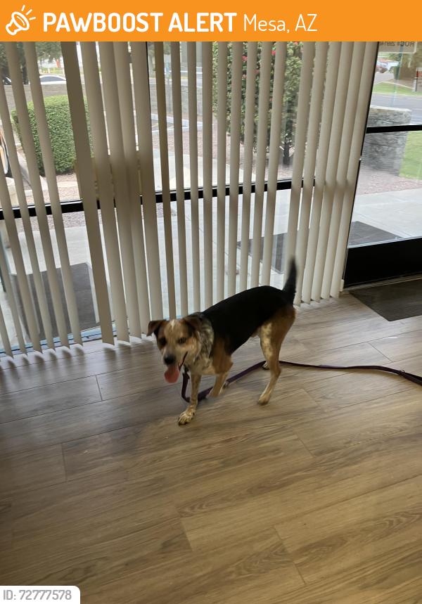 Found/Stray Male Dog last seen Mesa dr 1st horn , Mesa, AZ 85201