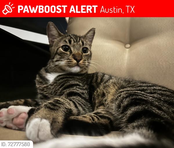 Lost Male Cat last seen Fulton Av and Bettylou Ln, Austin, TX 78754