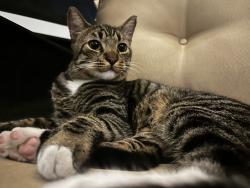 Lost Male Cat last seen Fulton Av and Bettylou Ln, Austin, TX 78754