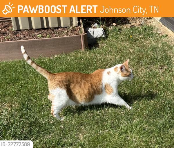 Found/Stray Female Cat last seen Near Laurel Canyon, Johnson City, TN 37615, Johnson City, TN 37615