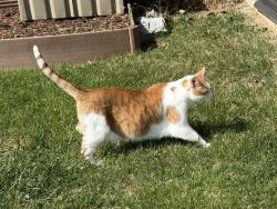 Found/Stray Female Cat last seen Near Laurel Canyon, Johnson City, TN 37615, Johnson City, TN 37615