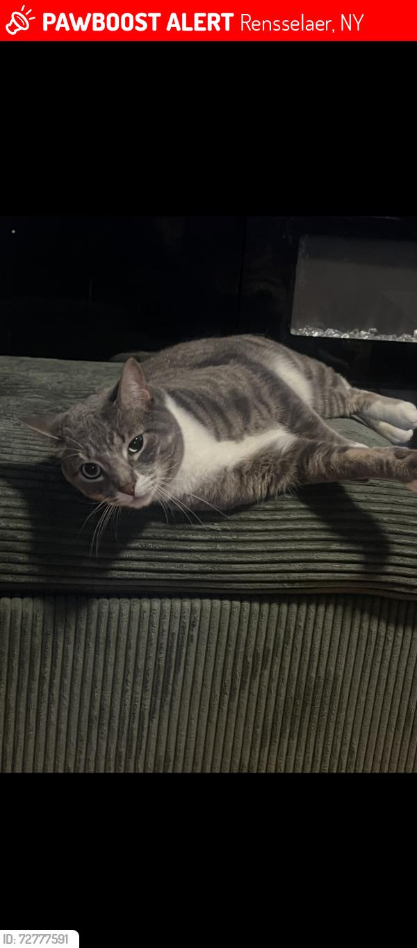 Lost Male Cat last seen Columbia Turnpike, Rensselaer, NY 12144