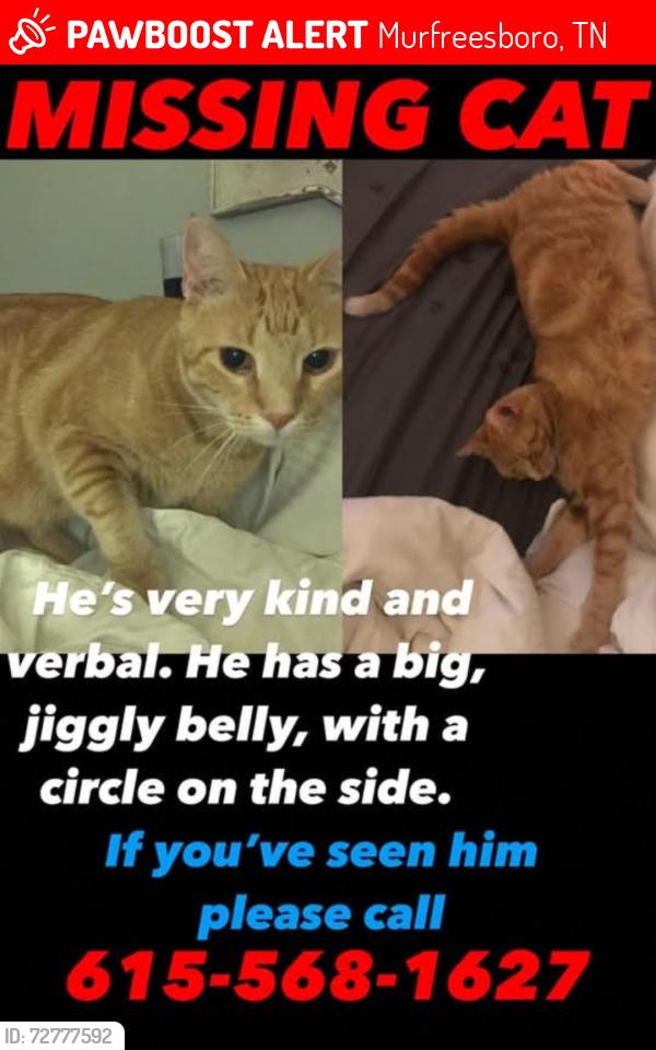 Lost Male Cat last seen Minerva Dr/ Sherrill blvd, Murfreesboro, TN 37130