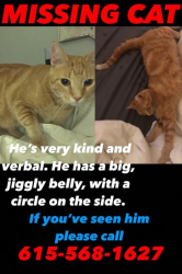 Lost Male Cat last seen Minerva Dr/ Sherrill blvd, Murfreesboro, TN 37130