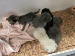 Shelter Stray Female Cat last seen , Los Angeles, CA 91405