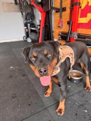 Found/Stray Female Dog last seen Gold Shadow & Running Brook off Rancho Hills CHINO HILLS CA, Chino Hills, CA 91709