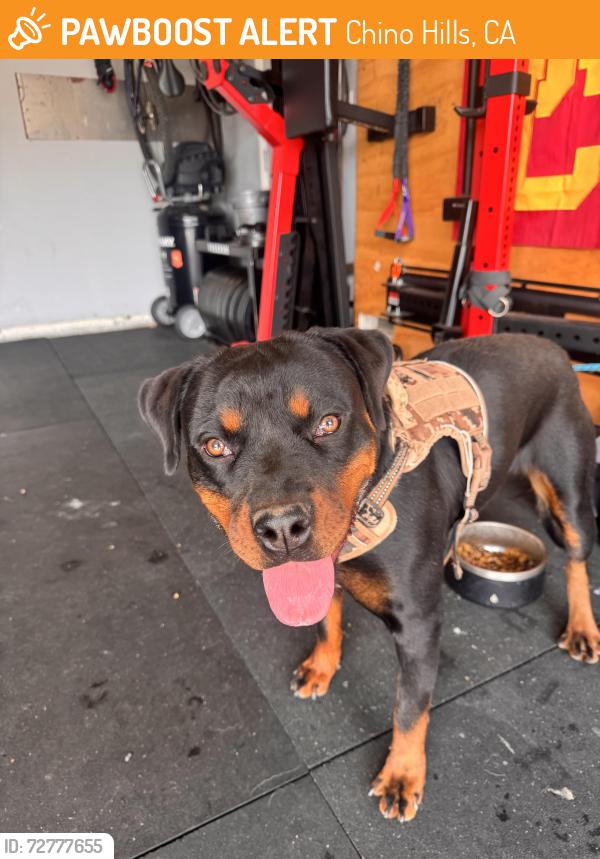 Found/Stray Female Dog last seen Gold Shadow & Running Brook off Rancho Hills CHINO HILLS CA, Chino Hills, CA 91709