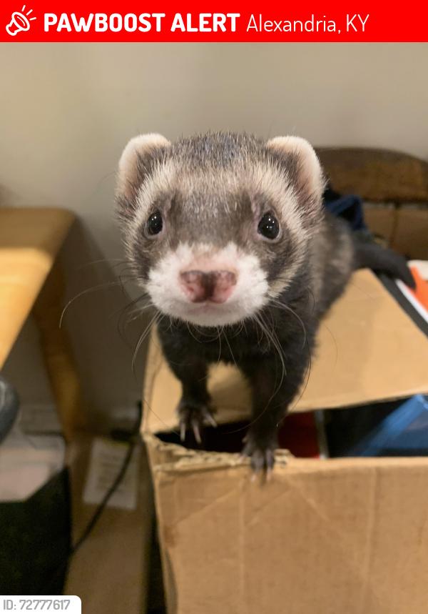 Lost Male Ferret last seen Alexandria VFW, Alexandria, KY 41001