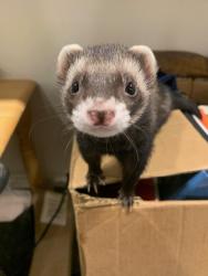 Lost Male Ferret last seen Alexandria VFW, Alexandria, KY 41001