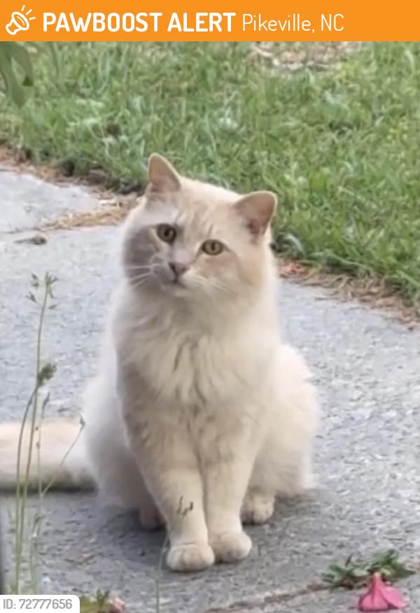 Found/Stray Unknown Cat last seen Collingwood & Tina Ave connection, Pikeville, NC 27863