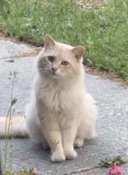 Found/Stray Unknown Cat last seen Collingwood & Tina Ave connection, Pikeville, NC 27863