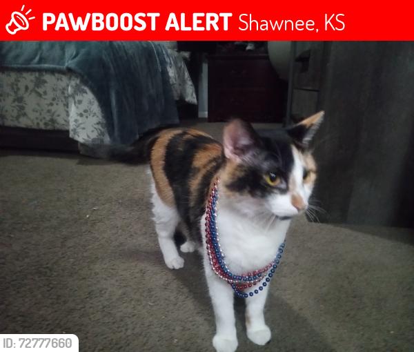 Lost Female Cat last seen Flint St, Shawnee KS , Shawnee, KS 66214