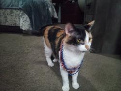 Lost Female Cat last seen Flint St, Shawnee KS , Shawnee, KS 66214