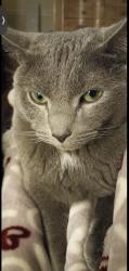 Lost Male Cat last seen Pilot Truck Stop, Fort Myers, FL 33905
