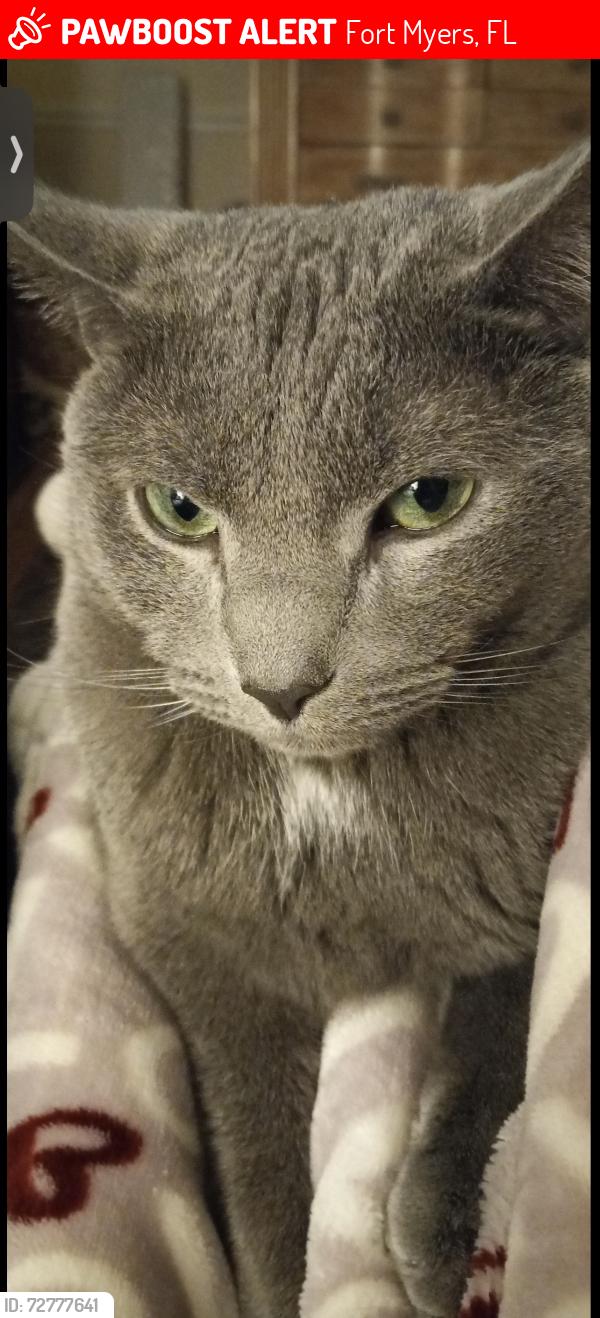 Lost Male Cat last seen Pilot Truck Stop, Fort Myers, FL 33905