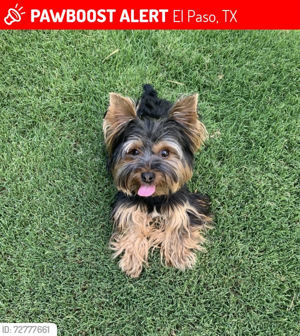 Lost Male Dog last seen Mesa and Sunland , El Paso, TX 79912