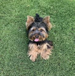 Lost Male Dog last seen Mesa and Sunland , El Paso, TX 79912