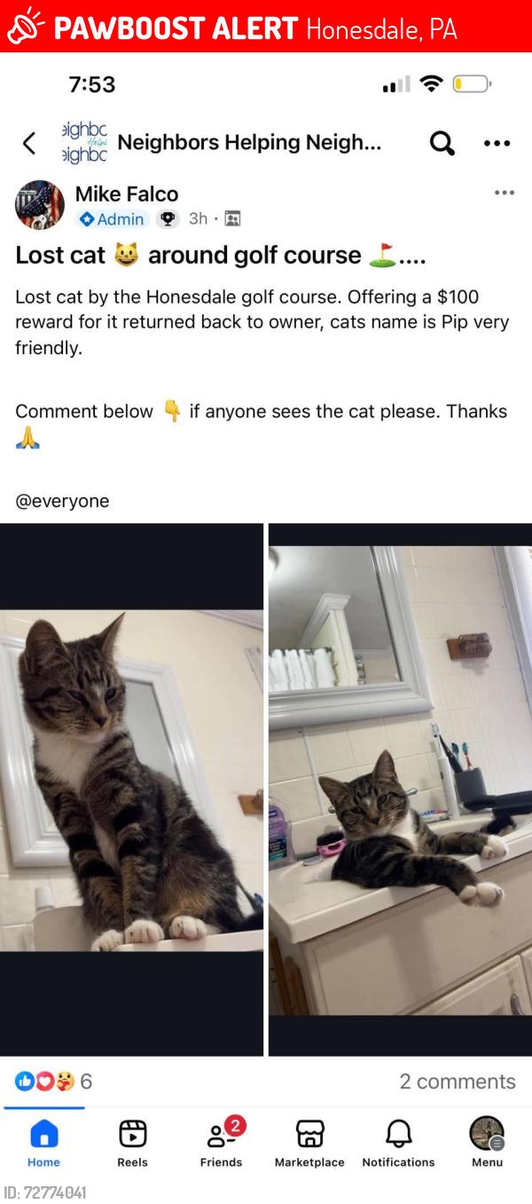 Lost Male Cat last seen Golf Hill Road and Overlook Drive Honesdale, PA, Honesdale, PA 18431