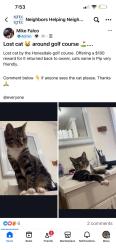 Lost Male Cat last seen Golf Hill Road and Overlook Drive Honesdale, PA, Honesdale, PA 18431