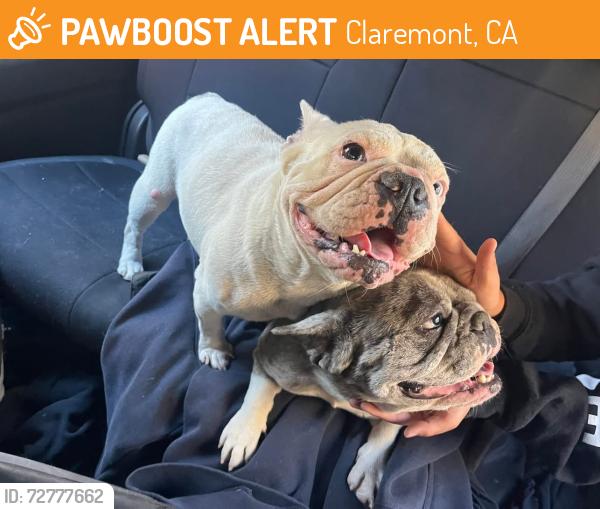 Found/Stray Female Dog last seen Mills and Baseline, Claremont, CA 91711