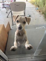 Found/Stray Male Dog last seen Pinkham st and caldwell, Visalia, CA 93292