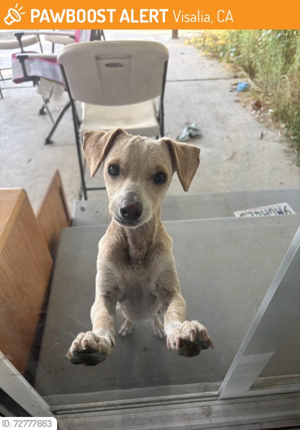 Found/Stray Male Dog last seen Pinkham st and caldwell, Visalia, CA 93292