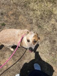 Lost Male Dog last seen Near county road 1107B Cleburne Texas , Cleburne, TX 76031