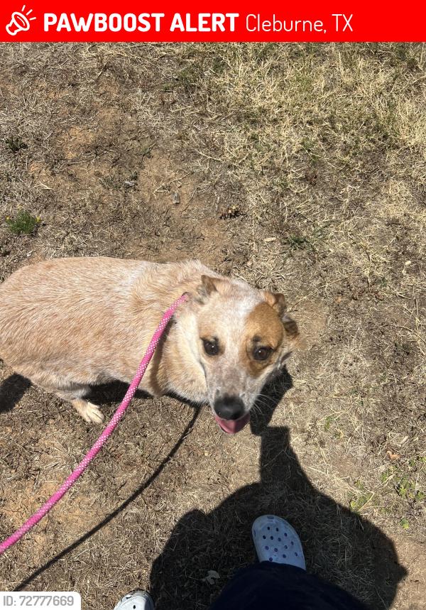 Lost Male Dog last seen Near county road 1107B Cleburne Texas , Cleburne, TX 76031