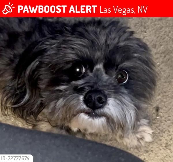 Lost Male Dog last seen Lamb / Alexander, Las Vegas, NV 89115