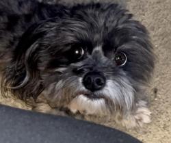Lost Male Dog last seen Lamb / Alexander, Las Vegas, NV 89115
